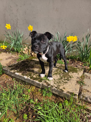 CHIOT 1